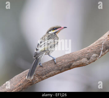 Langusten-cheeked Honigfresser (Acanthagenys Rufogularis), Leimbeckens, South Australia, SA, Australien Stockfoto