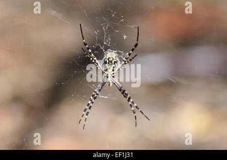 Andreaskreuz Spider (Argiope Keyserlingi), Leimbeckens, South Australia Stockfoto