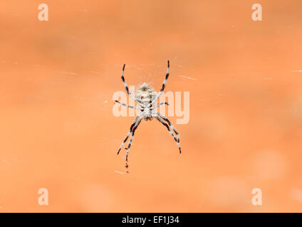 Andreaskreuz Spider (Argiope Keyserlingi), Leimbeckens, South Australia Stockfoto