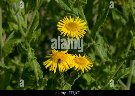 Gelbe Blumen der gemeinsamen Berufskraut, pulicaria dysenterica, Berkshire, August Stockfoto