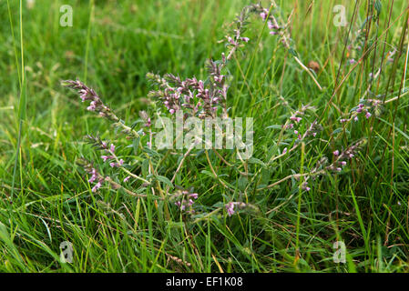 Rote Bartsia, Odontites Vernus, blühende Pflanze auf alte Weide, Berkshire, Juli Stockfoto