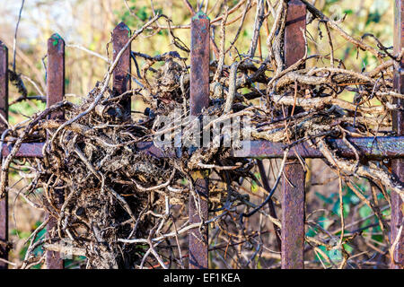 Efeu für alte Metallgeländer in Abington Park Northampton. Stockfoto