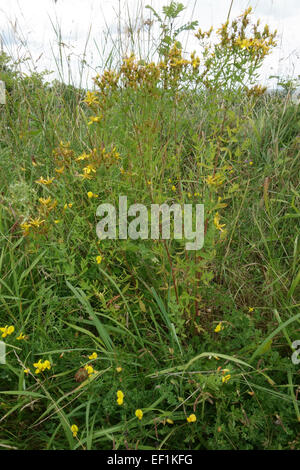 Johanniskraut, Hypericum Perforatum, Blüte und Aussaat in ein Downland Grünstreifen, Berkshire, August Stockfoto