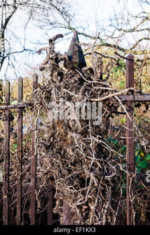 Efeu für alte Metallgeländer in Abington Park Northampton. Stockfoto