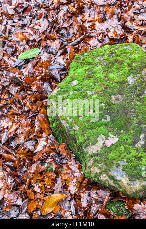 Mit Blick auf den Boden in Abington Park, Northampton. Stockfoto