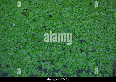 Wasserlinsen oder Laichkräuter schwimmt auf Wasser der Entwässerungsgraben. Stockfoto