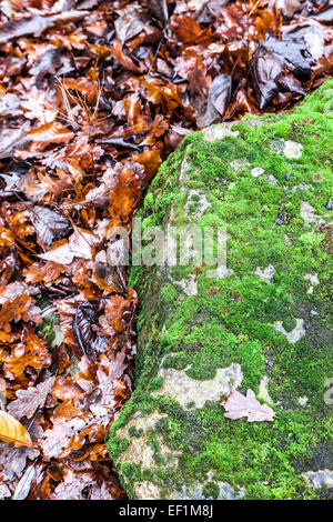 Mit Blick auf den Boden in Abington Park, Northampton. Stockfoto