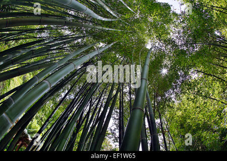 Bambus-Stiele Trebah Garden Cornwall; UK Stockfoto