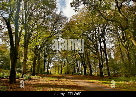 Allee der Bäume Herbst Lanhydrock; Cornwall; UK Stockfoto