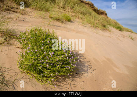 Meer-Rakete, Cakile Maritima, Wildblumen auf Sanddünen, Beadnell Bay, Northumberland, England Stockfoto