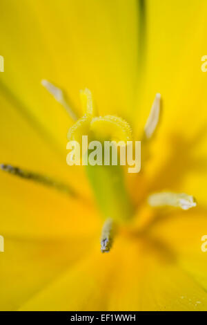 Tulpe Blume Stamen in der Nähe von Cornwall; UK Stockfoto
