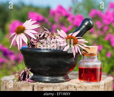 Mörtel mit Sonnenhut und Fläschchen mit ätherischen Ölen im Garten, pflanzliche Medizin Stockfoto