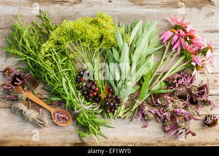 Trauben von Heilkräutern und Sonnenhut auf Holzbrett, Draufsicht, Kräutermedizin Stockfoto