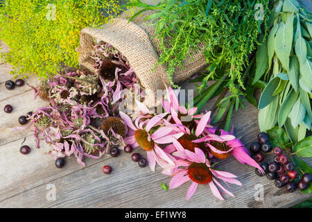 Trauben von Heilkräutern und Sonnenhut auf Holzbrett, Kräutermedizin Stockfoto