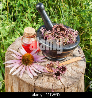 schwarzer Mörtel mit getrockneten Sonnenhut und Fläschchen mit ätherischen Ölen im Garten, pflanzliche Medizin Stockfoto