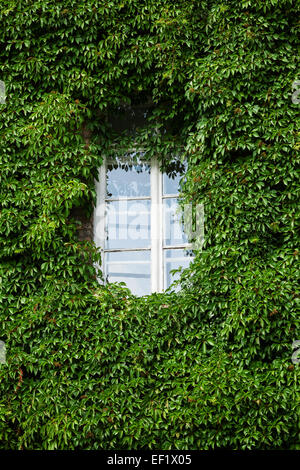 Fenster und Wand bedeckt mit Efeublätter Stockfoto