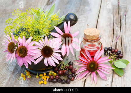 Sonnenhut im Mörser und Fläschchen mit ätherischen Ölen im Garten, pflanzliche Medizin Stockfoto