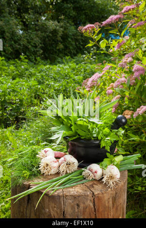 frisches Aroma Kräuter und den Knoblauch auf hölzernen stumpf im Sommergarten Stockfoto