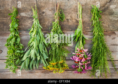 Trauben von Heilkräutern auf Holzwand, Kräutermedizin Stockfoto
