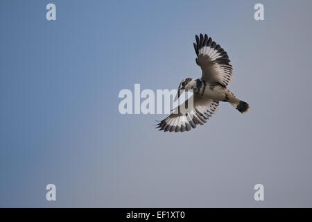 Pied Kingfisher schweben Stockfoto