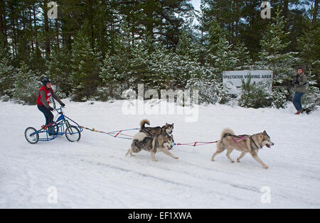 Der Siberian Husky-Hundeschlitten-Rallye findet jedes Jahr im Januar in Glenmore Forest Aviemore, Schottland.  SCO 9431. Stockfoto