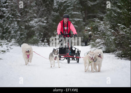 Der Siberian Husky-Hundeschlitten-Rallye findet jedes Jahr im Januar in Glenmore Forest Aviemore, Schottland.   SCO 9431. Stockfoto