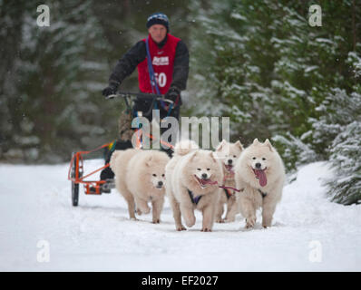 Der Siberian Husky-Hundeschlitten-Rallye findet jedes Jahr im Januar in Glenmore Forest Aviemore, Schottland.  SCO 9433. Stockfoto
