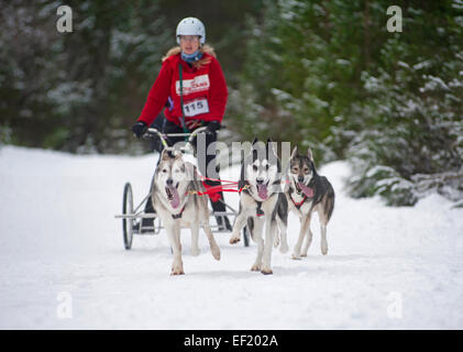 Der Siberian Husky-Hundeschlitten-Rallye findet jedes Jahr im Januar in Glenmore Forest Aviemore, Schottland.  SCO 9434. Stockfoto