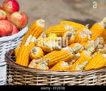 Reife gelbe Mais und Äpfel in Körben Stockfoto