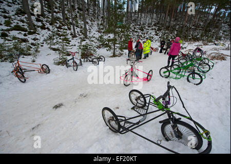 Der Siberian Husky Hund Schlitten Rallye Trikes in Glenmore Forest Aviemore, Schottland.   SCO 9441. Stockfoto