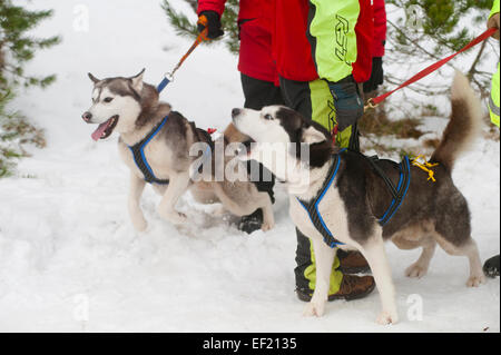 Begierig, aus der Siberian Husky Schlittenhunde Rallye statt jedes Jahr im Januar in Glenmore Forest Aviemore, Schottland sein. SCO 9442. Stockfoto