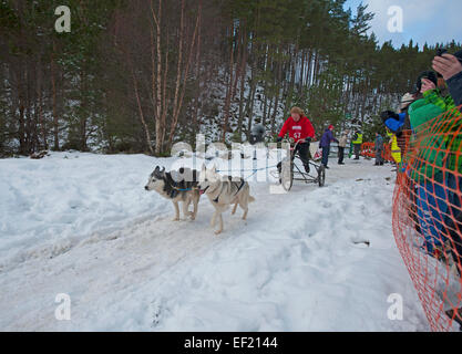 Der Siberian Husky-Hundeschlitten-Rallye findet jedes Jahr im Januar in Glenmore Forest Aviemore, Schottland.  SCO 9443. Stockfoto