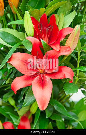 Blühende Lilien im Garten Stockfoto