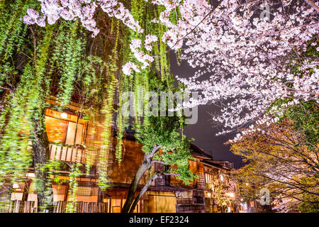 Frühling Laub in Kyoto/Japan in der Nacht. Stockfoto