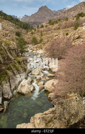 Der Golo Fluss in der Nähe von Albertacce in zentralen Korsika mit Mount Albanu in der Ferne Stockfoto