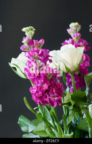 Matthiola incana - Brompton Stock und weiße Rosen vor schwarzem Hintergrund Stockfoto