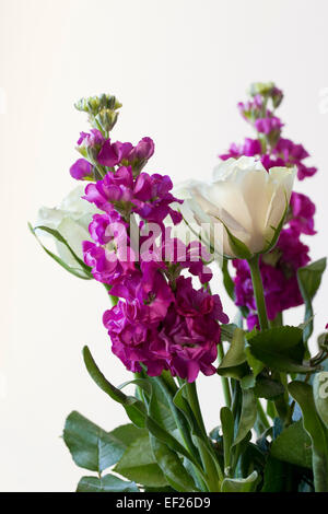 Brompton Stock - Matthiola incana und weiße Rosen vor weißem Hintergrund Stockfoto