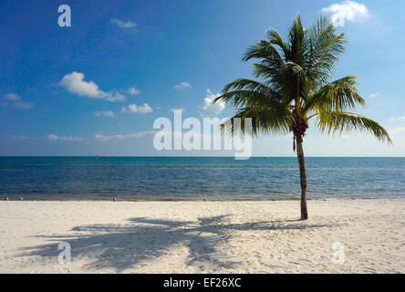 Eine Palme wirft einen Schatten auf den Sandstrand Smathers Beach in Key West, FL, USA 1. Januar 2014. Foto: Soeren Stache - kein Draht-Dienst- Stockfoto