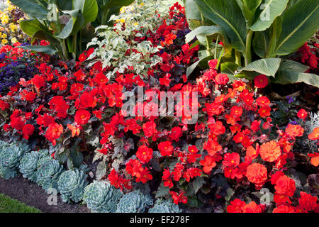 Nahaufnahme von roten Begonien und Sukkulenten in einer bunten Gartengrenze Stockfoto