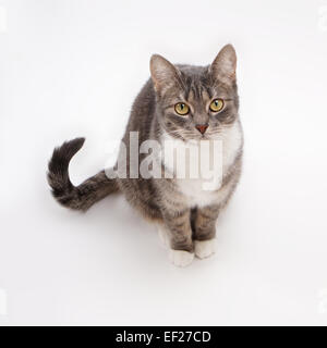 Tabby Katze Stockfoto