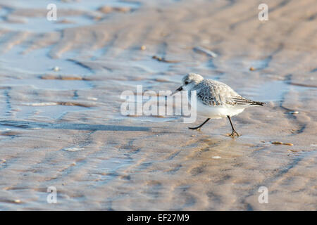 Sanderling Stockfoto