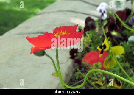 Red Poppy zeichnet sich im Blumenbeet. Stockfoto