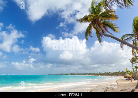 Palme am Sandstrand. Küste des Atlantischen Ozeans, Dominikanische Republik Stockfoto