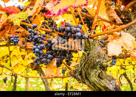 Herbstliche Reben an Halfpenny grüne Weinberge, Bobbington, South Staffordshire. Heimat des berühmten Penny rot. Stockfoto