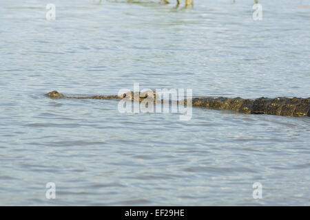 Nil-Krokodil, Lake Chamo, Äthiopien, Afrika Stockfoto