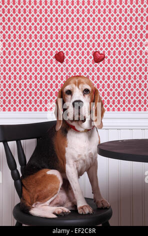 Niedlichen Hund trägt ein Valentinstag rotes Herz Kopf Boppers sitzend auf einem Stuhl neben einem Tisch Stockfoto