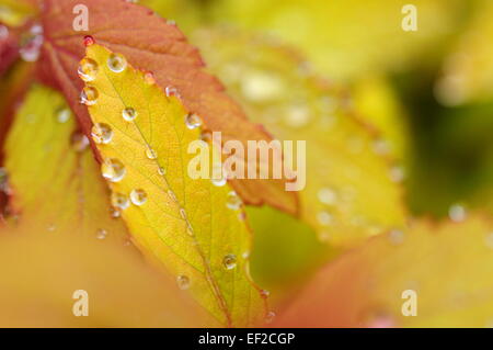 Leuchtend goldene Spirea Blätter mit winzigen Tropfen Regen. Abstract mit zarten Farben hautnah. Stockfoto