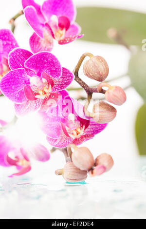 Rosa Orchidee mit Wasser fällt auf weißem Hintergrund Stockfoto