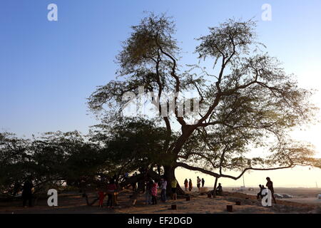 Besucher der Baum des Lebens, (Arten Prosopis Aschenpflanze), Königreich von Bahrain Stockfoto