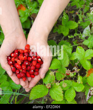 Rote Erdbeere in Händen mit Blättern und Blüten Nahaufnahme Stockfoto